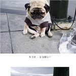 <b>개우</b>울 슬픈강아지 ㅠㅠ