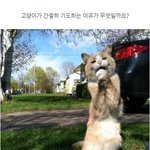 고양이의 기도 ㅠㅠ