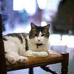 죽음을 예고하는 저승사자 고양이 오스카