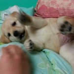 <b>실내</b>에서 리트리버 키우기 2탄!