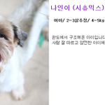 (입양홍보) 강아지의 기도