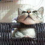 냥판) 지기지기 따<b>식이</b> 이야기, 13