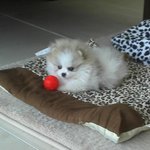 <b>포</b>슬이와누리~^^ 왔어요~~