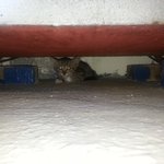 애기 길냥이를 키우게 됫네요