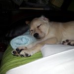 <b>실내</b>에서 리트리버 키우기 3탄!