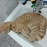 세면대에서 더위 식히는 고양이.