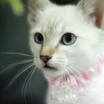 샴링스포인트고양이 1탄