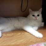 <b>대두</b>김용배의 잠깐만요 뱃살좀 빼고 가실게여 !