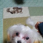 울집기염둥이들ㅎ