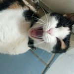 길고양이ㅜㅎㅎㅎ