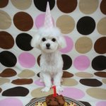 우리집 막내 리치 특별한 첫번째 생일