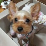 강아지를 찾습니다. (서울 <b>세종대</b>/건대부근)