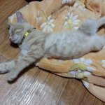 세면대에서 더위식히는 고양이(2)