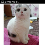 왕발<b>쵸파</b> 언제와요ㅠ.ㅠ