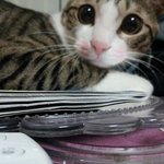 [별달이]서로다른매력의고양이들과동거중
