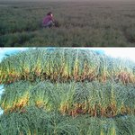 자연산 생함초 5kg <b>택</b>포 3만5천원