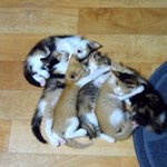 6주된 <b>캐시</b>의 아가들을 보내다.