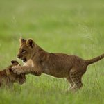 <b>맹수</b>들의 귀여운 어린 시절 사진