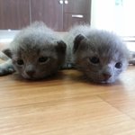 <b>러블</b>이네 이런저런 이야기들