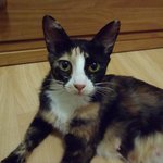 태어나지도 못할뻔한 6남매 입양처 구합니다