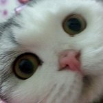 스코티쉬<b>폴드</b> 말랑말랑 쵸파왔어요