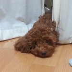 <b>충북</b> 단양에서 갈색푸들을 잃어버렸어요