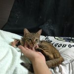 인천 <b>검암</b> 1년 미만 아기 고양이 임시 보호 중입니다.t주인을...