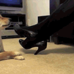 샤론<b>스톤</b> 다리꼬기.gif