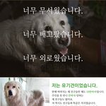 지금도 배고픔과 두려움에 떨고 있는 <b>유기</b>견에 관심있으신가요?