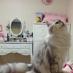 [<b>치노</b>] 도대체 왜 이러는걸까요?