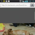 <b>애완견</b>을찾고있습니다