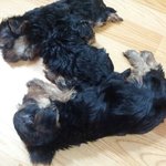 아기요키 3남매를 소개합니다