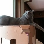 장난감이 간절했던 <b>삼식</b>이