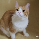 <b>스코티</b>쉬 폴드이야기(유봉이네)