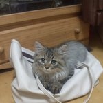 애교냥이<b>산책</b>냥이개냥이 구리예용
