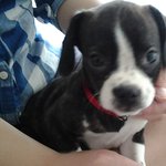 두 얼굴의 싸나이