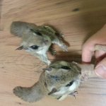 고구마 좋아!!