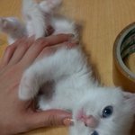 (후기포함)애가 애를 낳다니!ㅋㅋ 사랑스러운 고양이 아가들 보고...