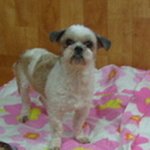 팅커벨프로젝트의 시츄남아 <b>복</b>돌이가 새가족을 찾아요 ~!!!