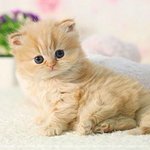 <b>노무</b>노무 귀여운!!!