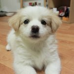 초코랑 초코아가들 보면 완전 <b>반함</b>