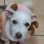 팅커벨프로젝트의 믹스견 행운이가 새가족을 찾고 있어요~!!!