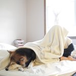 너무 예쁜 <b>시바견</b>과 아기ㅡ(8)