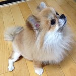 미모의 <b>포</b><b>메</b>, 그녀는 atom