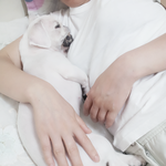 저희집 강아지 <b>리치</b> 찾을수있도록 한번만 읽어주세요