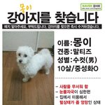 대구 달서구 <b>용산동</b> 말티즈 보신분 도와주세요