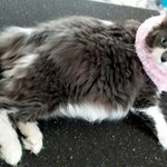 언니들 통통? 뚱뚱? 몸매평가<b>부탁</b><b>드리</b>묘ㅠ.ㅠ