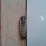 이거 무슨벌레죠?  <b>무척</b> 기여운데.