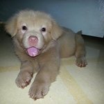 강아지 <b>품종</b> 확인해주세요!!!!!!젭알!!!!!!