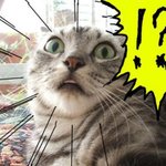답답한 이십오살에게 <b>오픽</b>학원추천 좀 해주세요